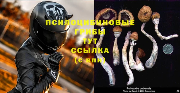 шишки Абаза